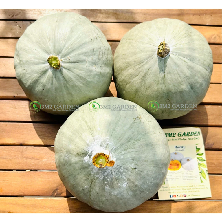 [HG Đài Loan] Bí ngô Rarity Gói 6 Hạt giống bí ngô bí đỏ thơm ngon