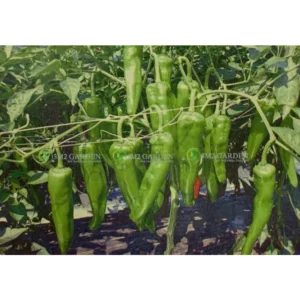 [Hạt giống Hàn Quốc] Gói 20 hạt giống ớt cay nhẹ Gladius ăn sống thơm ngon