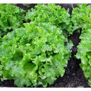 [HG Đài Loan] Xà lách lá xoăn Grand Rapid gói 300 hạt giống xà lách xoăn ngon chịu nhiệt