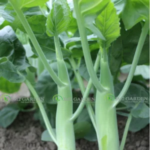 [HG Đài Loan] Rau cải làn Veg-Gin gói 200 hạt giống rau cải làn bẹ to ngon ngọt