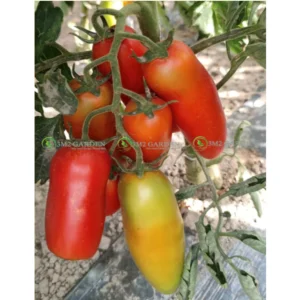 [Hạt giống] Gói 10 hạt Cà chua Sofia chuẩn giống thơm ngon