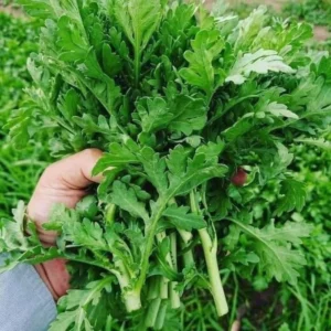 [Hạt Giống Nhật] Gói 300 hạt giống Kikujiro cải cúc Nhật thơm ngon chịu nhiệt cải cúcTakii