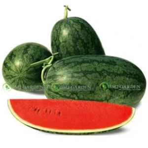 [Hạt giống Thái Lan] Gói 20 hạt giống Dưa hấu Fancy hắc mỹ nhân sọc ruột đỏ giống đỏ ngọt đậm vị cây khỏe dễ trồng