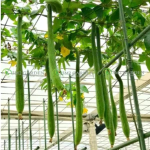 [HG Đài Loan] mướp siêu dài Special Long Gói 6 Hạt giống mướp Đài Loan giống năng suất ngon ngọt