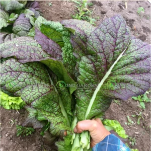[HG Đài Loan] Cải mù tạt tím King Mustard Gói 300 hạt giống loại ăn sống thơm nồng ngon chịu nhiệt