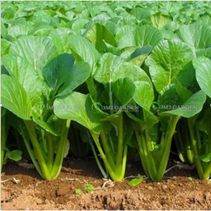 [HG Đài Loan] Gói 300 hạt cải ngọt May Song cải to giòn ngon năng suất