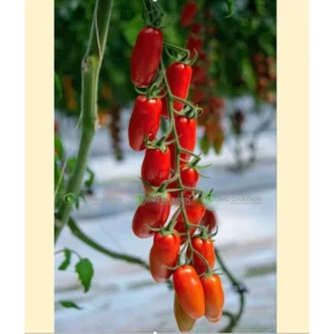 [Hạt giống Israel] Gói 5 hạt giống Cà chua siêu ngọt sweet Cherry Top sai quả chịu nhiệt trồng quanh năm