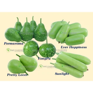 Combo hạt giống bầu Đài loan (MỖI LOẠI 3 HẠT) 5 loại bầu loại ngon trồng quanh năm chịu nhiệt