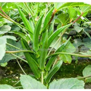 [HG Đài Loan] Đậu bắp xanh Oliver Gói 30 hạt giống Đài Loan loại xanh đậm ngon năng suất cao chịu nhiệt tốt ít nhớt