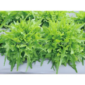 [HG Đài Loan] Xà lách Oakleaf Gói 300 hạt giống Chris Green xà lách rong biển ngon ngọt trồng quanh năm
