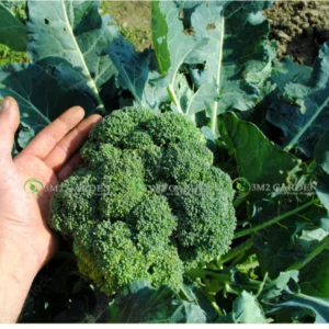 [HG Đài Loan] Bông cải xanh Green King Gói zip 20 hạt giống loại chịu nhiệt bông cải xanh