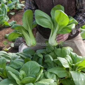 [HG Đài Loan] Cải thìa Oprah Gói 500 Hạt giống loại cải chip ngon ngọt dễ trồng chịu nhiệt