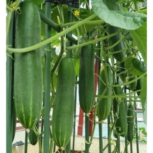 [HG Đài Loan] Dưa leo khổng lồ Blessing Gói 15 Hạt giống dưa chuột chịu nhiệt năng suất loại trái to 1kg