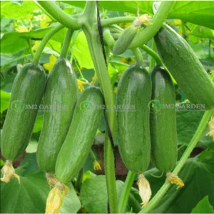[HG Đài Loan] Dưa leo Thumb Sweet chịu nhiệt Gói 15 Hạt giống dưa chuột baby chùm tự thụ phấn