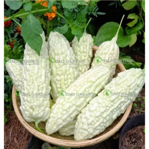 [HG Đài Loan] Khổ qua trắng Moon Beauty Gói 6 Hạt giống mướp đắng trắng bạch ngọc ít đắng giòn ngon