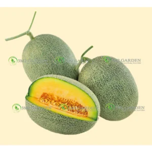 Gói 10 Hạt giống Dưa lưới đế đặc mật Aurora dưa ngọt ngon thơm [Hạt giống Đài Loan]