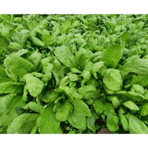 [HG Đài Loan] Cải cúc nếp Round Leaf Gói 500 hạt giống cải cúc tần ô lá nếp thơm ngon cây giòn nhiều nước