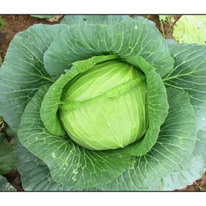 Bắp cải Summer Gói zip 20 Hạt giống giống giòn ngon trồng quanh năm [Hạt giống Đài Loan]