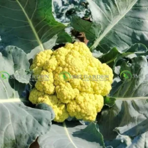 [Hạt giống Nhật] Gói 30 Hạt Bông cải vàng chanh sup lơ chịu nhiệt dễ trồng thơm ngon