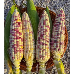 Bắp nếp trắng tím Venus Gói 30 Hạt giống bắp dẻo ngon dinh dưỡng [Hạt giống Đài Loan]