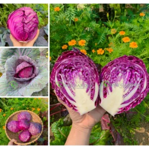 [HG Đài Loan] Bắp cải tím Scarlet Gói zip 20 hạt giống bắp cải tím loại ngon dinh dưỡng màu đẹp