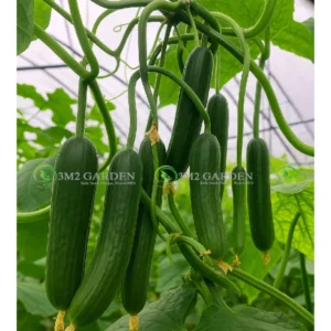 [Hạt giống Israel] Dưa leo Top 1075 gói 6 hạt giống dưa chuột năng suất giòn ngon ngọt sai quả