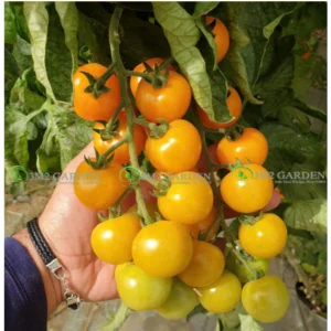 [Hạt giống] Gói 5 hạt Cà chua trái cây Yelena giống Baby Suger ngọt ngon sai quả