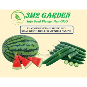 Combo hạt giống Dưa hấu - Vip nhật