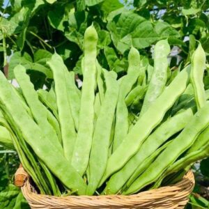 [Hạt giống Mỹ] Gói 10 hạt đậu cove Mỹ Helda đậu cove xanh quả ngon ngọt giòn