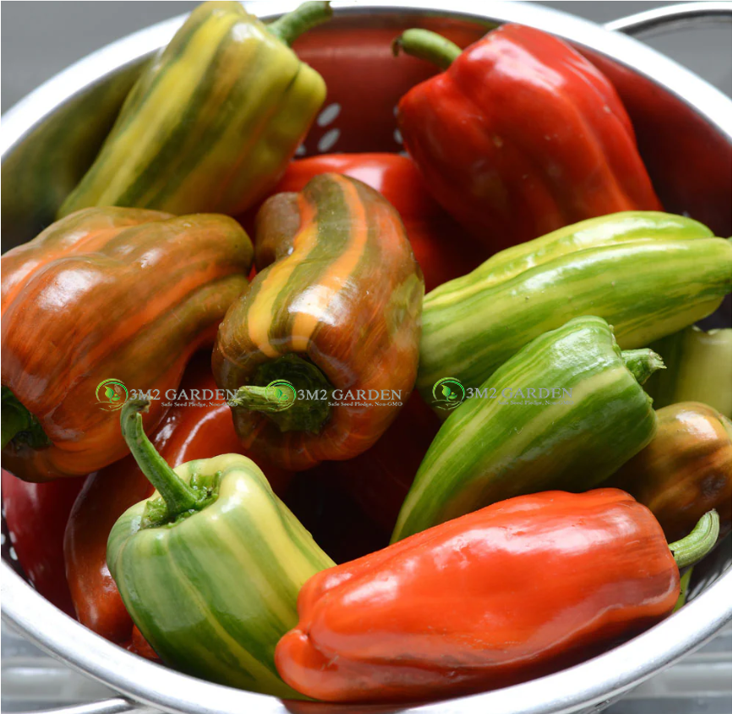 [Hạt giống Mỹ] Hạt giống ớt ngọt Candy Cane hương vị ngọt ngào gói 5 hạt giống