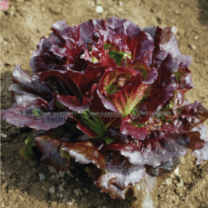 [Hạt giống Mỹ] Hạt bọc men Cherokee xà lách tím đỏ Hũ 50 hạt xà lách salad ngọt ngon giòn chịu nhiệt