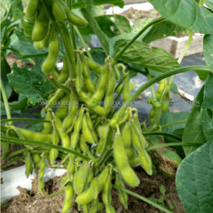 [Hạt giống Mỹ] Gói 20 hạt đậu nành Mỹ Chiba Green chịu nhiệt quả dẹt ngon ngọt bùi