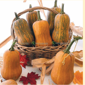 [Hạt giống Mỹ] Bí bơ mật ong Honeynut gói 10 hạt loại bí ngon nhất thơm ngon