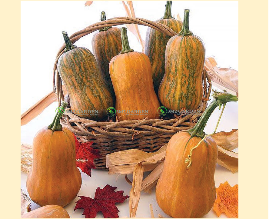 [Hạt giống Mỹ] Bí bơ mật ong Honeynut gói 10 hạt loại bí ngon nhất thơm ngon