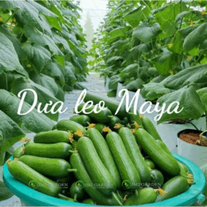 Dưa leo Maya Gói 6 Hạt giống Dưa leo sai trái giống chịu nhiệt thơm ngon trồng quanh năm