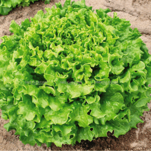 [Hạt giống Mỹ] Hạt giống xà lách Muir hũ 50 hạt vị giòn ngọt ngon chịu nhiệt tốt trồng quanh năm