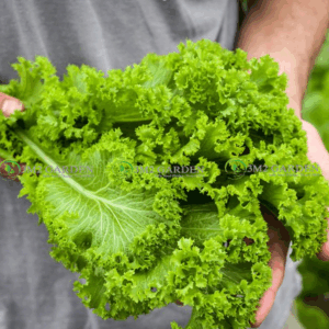 [HG Mỹ] Gói 300 Hạt giống cải mustard Southern Giant Curled