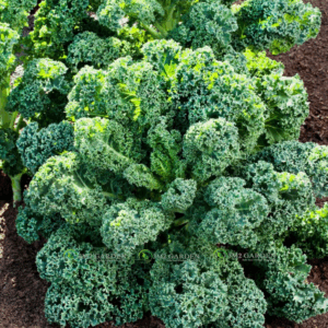 [Hạt giống Mỹ] Hạt giống cải kale Mỹ Starbor gói 30 hạt dễ trồng thu hoạch lâu hương vị ngon dinh dưỡng