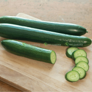 [Hạt giống Mỹ] Hạt giống dưa leo vip Mỹ Unagi ngon giòn ngọt gói 6 hạt dưa chuột tự thụ phấn