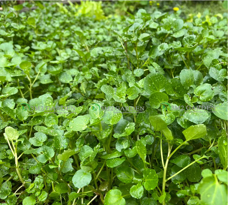 [Hạt giống Mỹ] Cải xoong cạn Upland Cress Gói 1000 Hạt giống cải hương vị thơm ngon thu nhiều lần