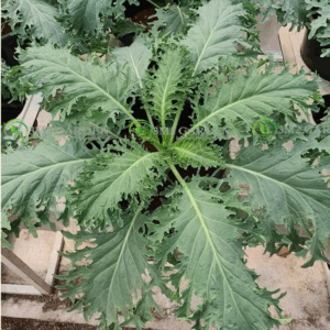 [Hạt giống Mỹ] Gói hũ 50 Hạt giống cải kale rong biển loại ngon thu bền cây, kale nhiều dinh dưỡng