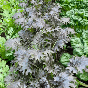 [Hạt giống Mỹ] Cải kale KX-1 hũ 200 hạt giống cải loại ăn sống thơm nồng ngon