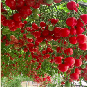 [Hạt giống Mỹ] Gói 6 hạt giống cà chua triệu ngọt năng suất cao, thơm ngon