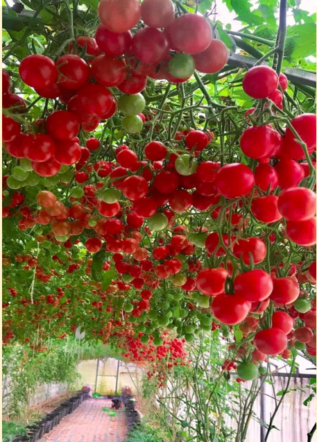 [Hạt giống Mỹ] Gói 6 hạt giống cà chua triệu ngọt năng suất cao, thơm ngon