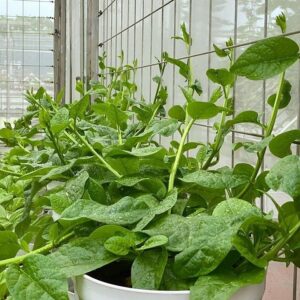 [Hạt Giống Nhật] - Hạt giống mồng tơi Nhật thân to Jasmine loại rau ăn lá mồng tơi hũ 30 hạt giống