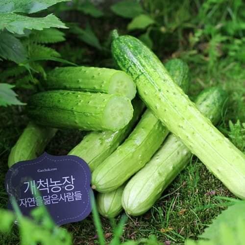 [HG Hàn Quốc] Gói 10 hạt giống Dưa leo nếp hàn Dadagi dưa chuột nếp