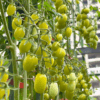 [HG Hà Lan] Gói 3 Hạt giống cà chua nho xanh Gourami thơm ngon nhiều dinh dưỡng sai trái