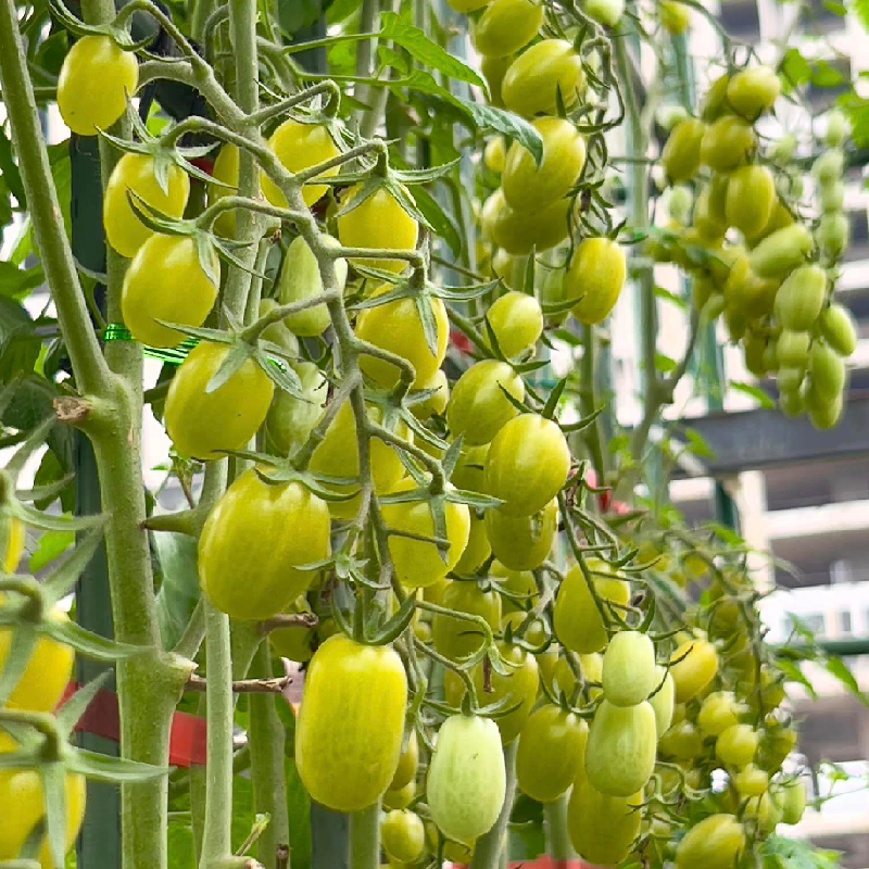 [HG Hà Lan] Gói 3 Hạt giống cà chua nho xanh Gourami thơm ngon nhiều dinh dưỡng sai trái